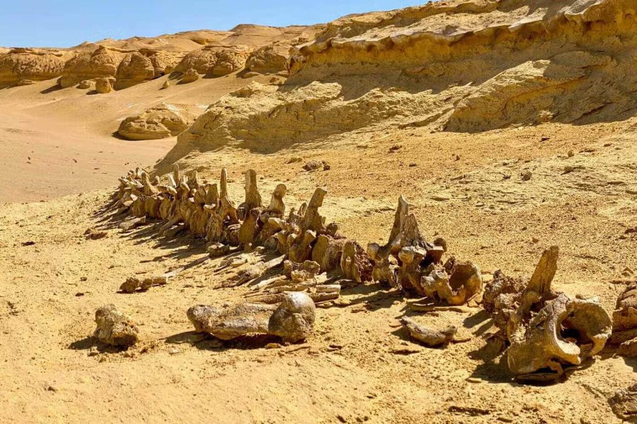 Viagem de 2 dias ao oásis de Fayoum e ao wadi el Hitan saindo do Cairo